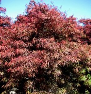 Acer palmatum ‘Crimson Princess’