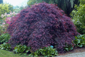 Acer palmatum ‘Inaba Shidare’