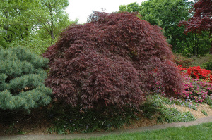 Acer palmatum ‘Red Select’
