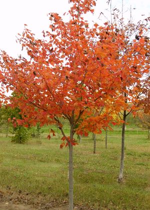 Maple – Gammon's Garden Center & Landscape Nursery