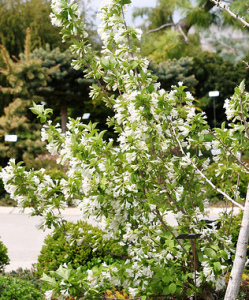 April Snow Weigela