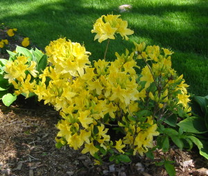 Lemon Lights Azalea