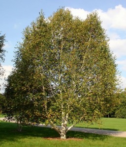 paper birch