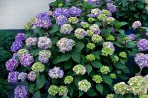 Bloomstruck Hydrangea