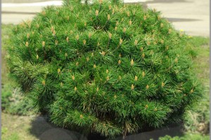 Brepo Austrian Pine