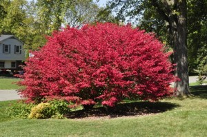 Burning Bush