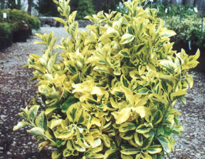 Canadale Gold Euonymus
