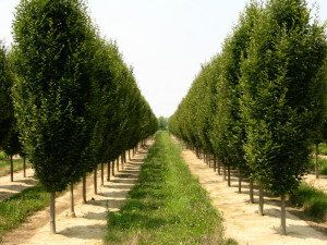 Carpinus betulus fastigiata