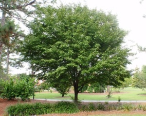 Carpinus caroliniana