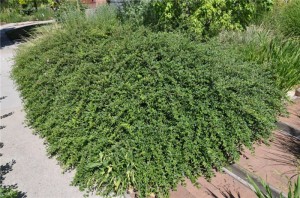 Coral Beauty Cotoneaster