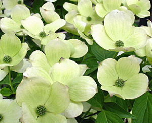 CornusRutdanCelestial