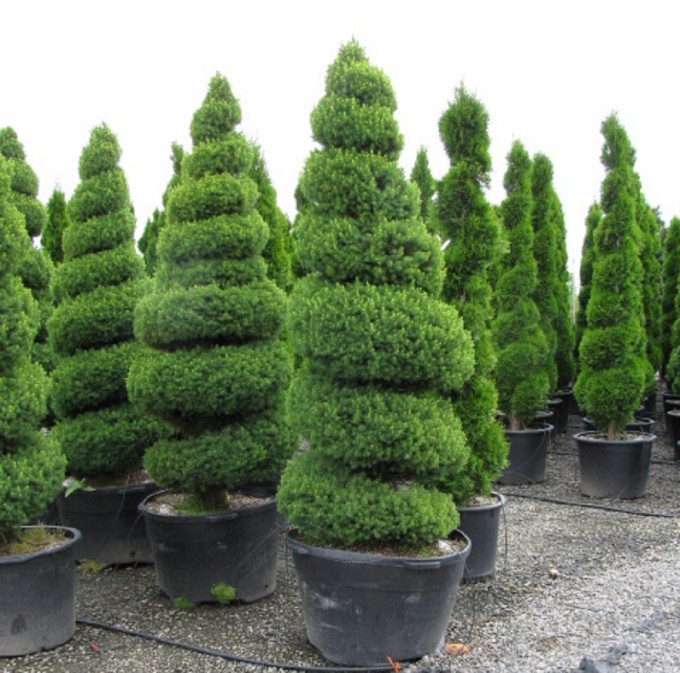 Buy Montgomery Dwarf Blue Spruce, Picea pungens, FREE SHIPPING, Wilson  Bros Gardens