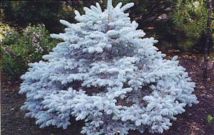 Dwarf Montgomery Blue Spruce