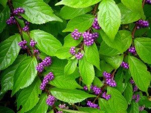 Beautyberry Early Amethyst