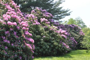 English Roseum Rhododendron