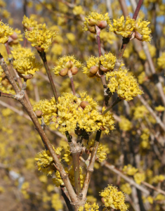 Golden Glory Dogwood