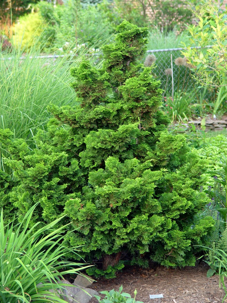 Cypress Gammon's Garden Center & Landscape Nursery