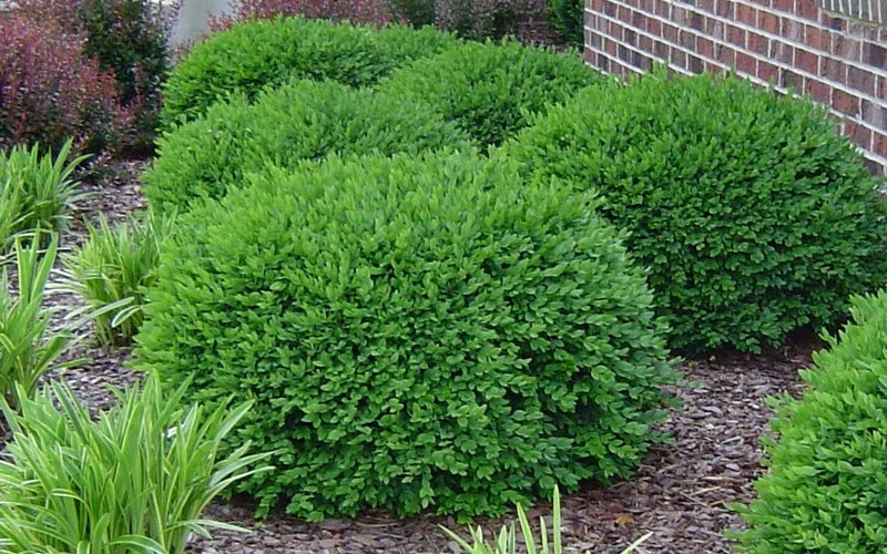 boxwood-gammon-s-garden-center-landscape-nursery