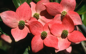 Grandiflora - Heart Throb is our beautiful red Classic