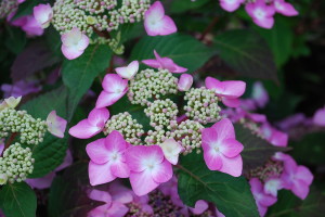 Hydrangea 'Twist and Shout'