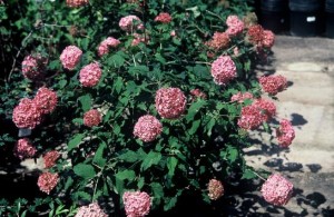 Hydrangea 'Bella Anna'