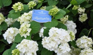 Hydrangea 'Blushing Bride'