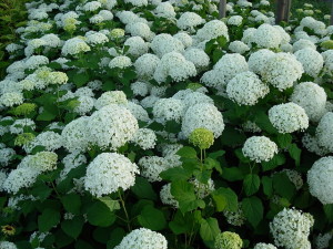 Hydrangea White Dome