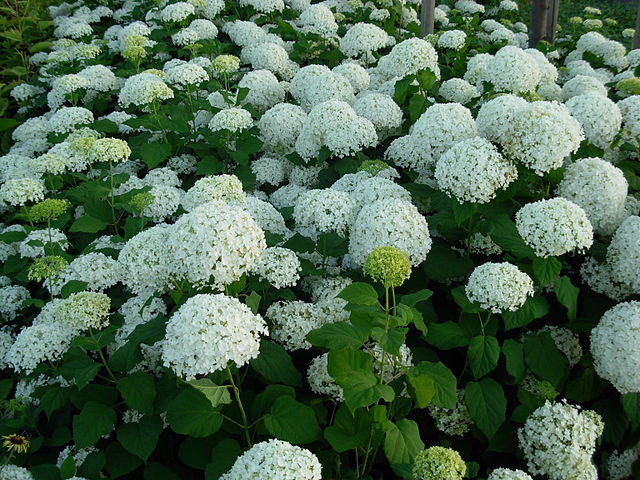 Hydrangea – Gammon’s Garden Center & Landscape Nursery