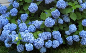 Hydrangea 'Endless Summer'