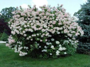 Hydrangea 'Grandiflora