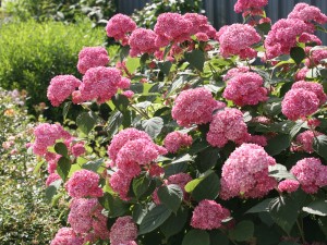 Hydrangea 'Invincibelle'