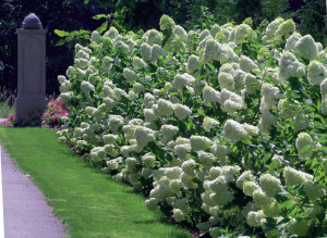 Hydrangea 'Lime Light'