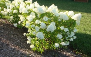 Hydrangea 'Little Lime'