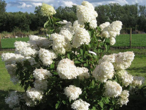 Hydrangea 'Phantom'