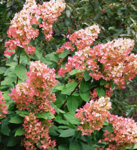 Hydrangea 'Pink Diamond'