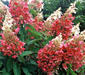 Hydrangea 'Pinky Winky'