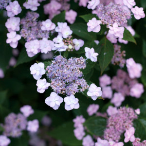 Hydrangea 'Tiny Tuff Stuff'