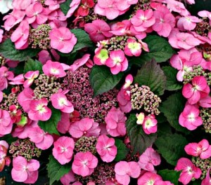 Hydrangea 'Tuff Stuff'