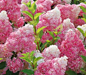 Hydrangea 'Vanilla Strawberry'