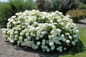 Hydrangea arborescens 'Annabelle'