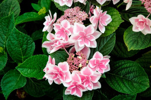 Stargazer Hydrangea