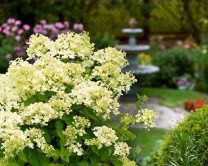 HydrangeaBombshell