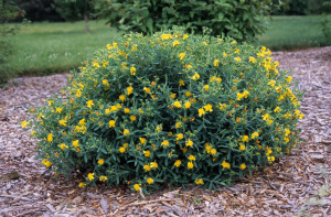 Hypericum frondosum 'Sunburst'