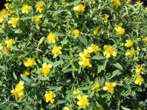 Hypericum kalmianum 'Blue Velvet'