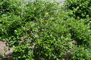 Winterberry Holly(Ilex verticillata ‘Jim Dandy’)