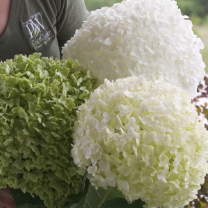 Incrediball Hydrangea