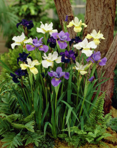 Iris sibirica mixed