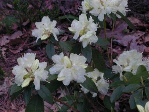 Jericho Rhododendron