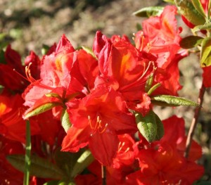 Knaphill Red Azalea