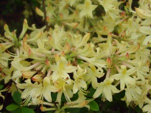 Lemon Drop Azalea